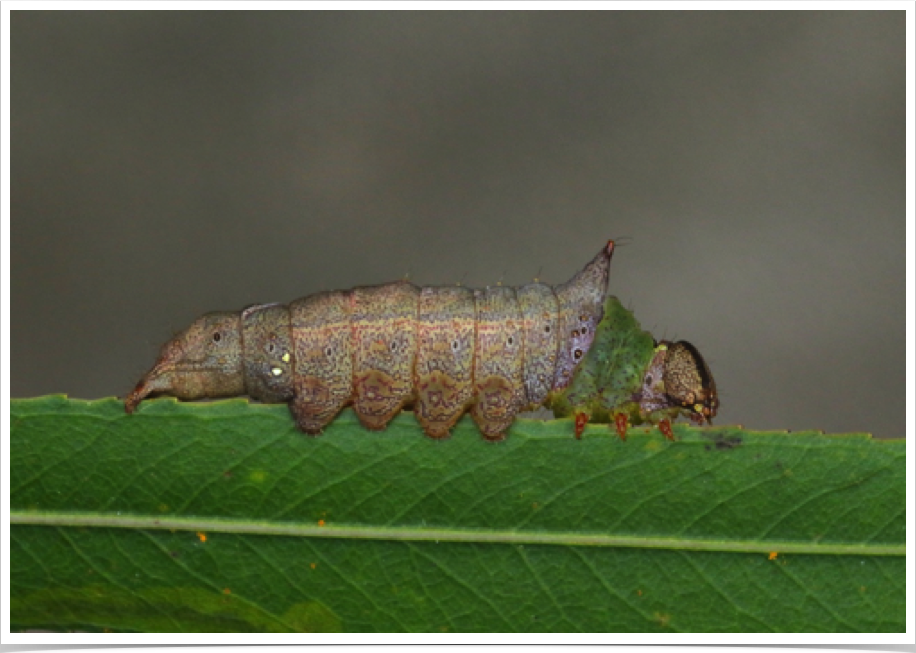 Unicorn Caterpillar on Black Willow
Schizura unicornis
Macon County, Alabama